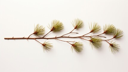 Flat lay Pine Tree Fragments