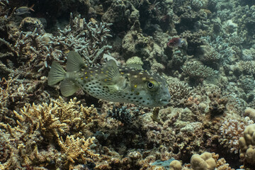 Naklejka na ściany i meble Short Spined Porcupinefish - Kurzstachel Igelfisch