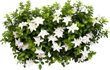 Flowering bush isolated on transparent background. PNG