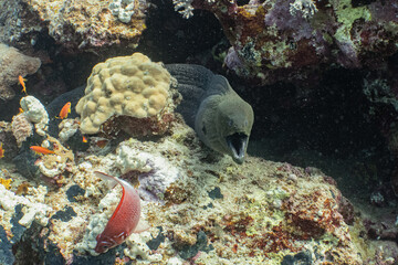 Giant Moray - Riesenmuräne