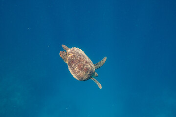 Green Turtle Red Sea - Grüne Schildkröte Rotes Meer