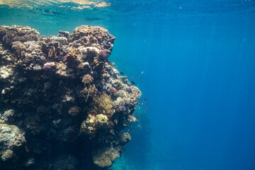 Fototapeta na wymiar Beautiful Coral Reef Red Sea - Wunderschönes Korallenriff Rotes Meer