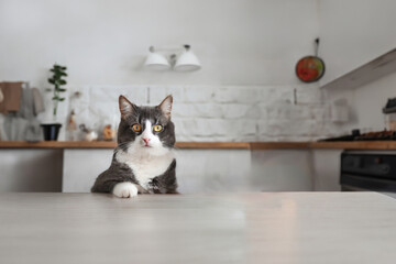 cat sitting at the table and waiting for food - isolated on white background