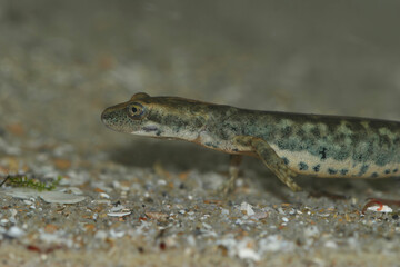Closeup on an endangered European Sardinian brook salamander, Euproctus platycephalus