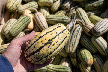 Many green and yellow striped pumpkins of different sizes. Background