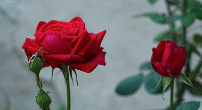 The red rose blooms now