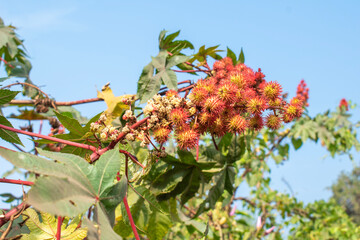 ricinus communis, the castor bean or castor oil plant close up. medical seeds