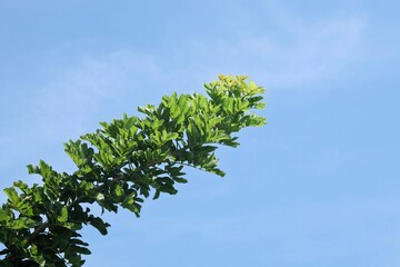 Spring landscape with soft lighting showcasing green leaves and blue sky