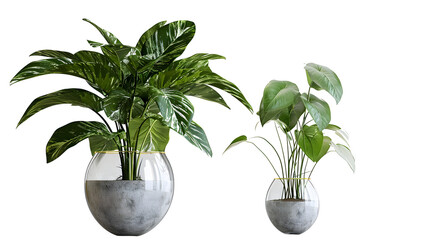 plant in a vase isolated on white - obrazy, fototapety, plakaty