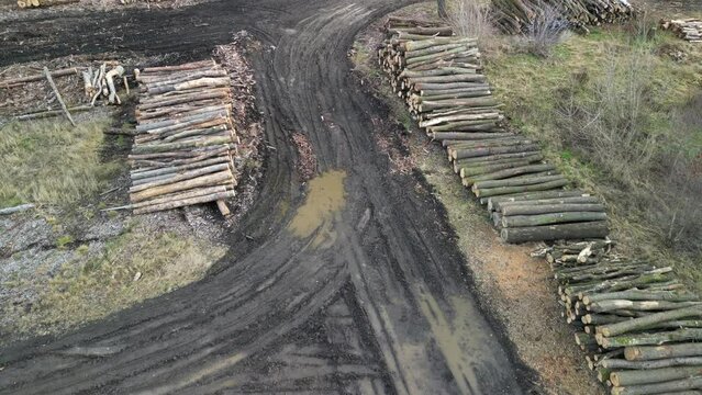 huge pile of logs from forests in the highlands of the Czech land attacked by bark beetle calamity which has no comparison, lumberyard, timer, log, dirtroad puddle, muddy, mud, control, quality