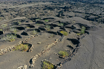 Fototapeta na wymiar Aerial view of wine growing district of la geria. Traditional cultivation of vines in a lava field near Timanfaya national park. Lanzarote, Spain, Europe