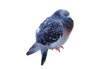 A pigeon sits on the back of a chair, isolated on a white background