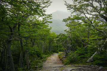 Fototapeta na wymiar Misty Path through the Patagonian Forest 