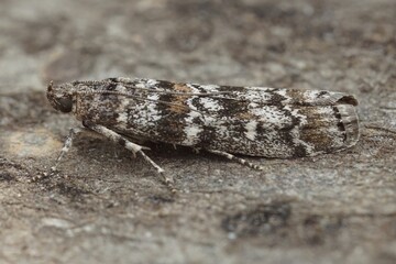 Closeup on the Dark Pine Knot-horn moth, Dioryctria abietella, sitting on a piece of wood