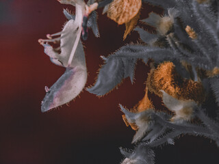 Hermoso macro en flores