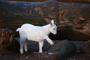 junge weiße Ziege