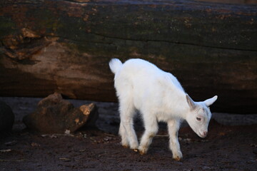 Fototapeta premium junge weiße Ziege