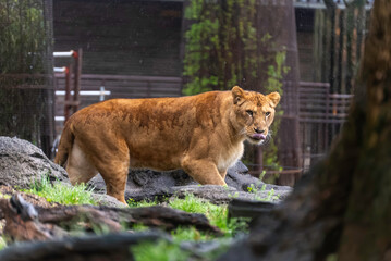 偵察するライオン