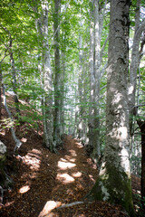 Documentation of a stretch of path in the woods