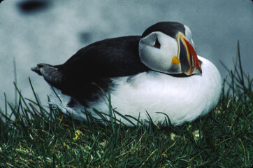 The Puffin is a short and stocky diving sea bird about 12 inches in length with black on its uppersides and white on its chest and belly and triangular parrot-like bill that is bright red and yellow.