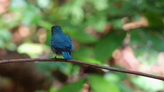 Shaking its feathers and wings then hops to turn around after a bath, Verditer Flycatcher Eumyias thalassinus, Thailand