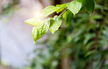 Background of fresh green leaves