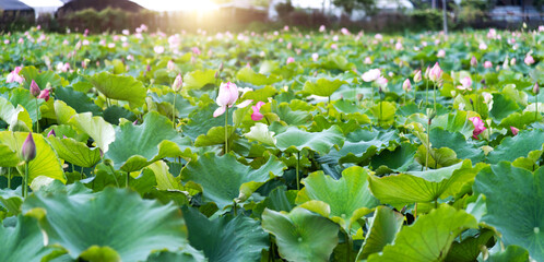 Lotus flowers on the pond