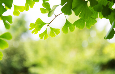 Background of ginkgo tree leaves