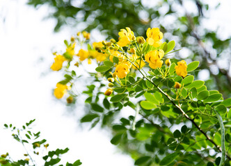 Background of yellow senna bicapsularis
