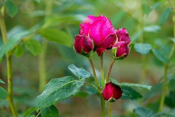 Red rose flowers blooming in the garden