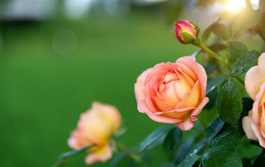 Orange rose flower blooming in the garden