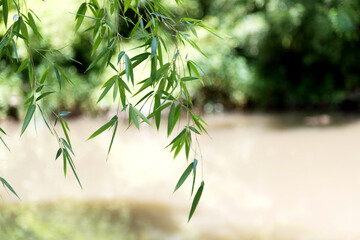 Background of green bamboo leaves