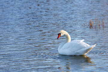 Swan Lake 