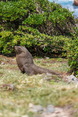 A seal at cape palliser