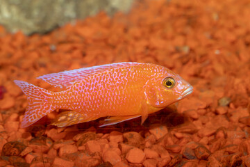 Strawberry Aulonokara. The African acara. Aulonocara. Aquarium fish. Close-up