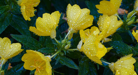 Water drops on a yellow flower