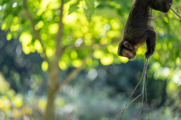 Primate Descending Thin Branch, Uncertain End in Tropical Forest
