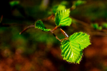 leaves in the forest