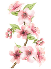 桜の花（水彩画）