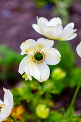 white and yellow flower