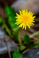 Beauti dandelion