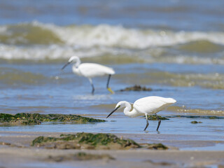 A Little Egret walking on the beach