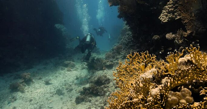 an arabian butterflyfish exploring a yellow dascyllus coral