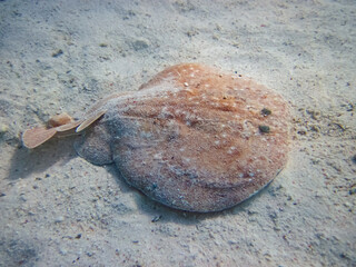 Torpedo marmorata in the expanses of the coral reef of the Red Sea