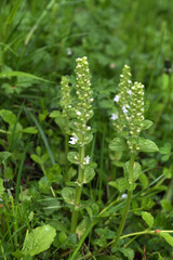 Fototapeta na wymiar White bugle (Ajuga reptans) Alba blooms in a garden in May.