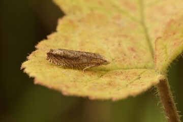 Closeup shot of the small Lettuce Tortricid moth, Eucosma conterminana on a leaf in the garden