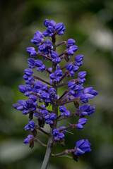 Flor violeta en fondo de bokeh