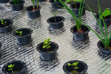 Close up of plants in a net pot in a hydroponic installation above a fish pond