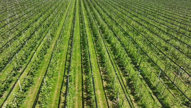 Apple Orchard Planted using Modern Gardening Techniques. Aerial View. Green garden plantation with protection structure. Top view on the long rows of apple trees at the orchard, 4k