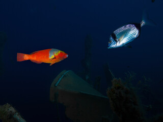 A Mediterranean parrot fish meets a two-banded sea bream